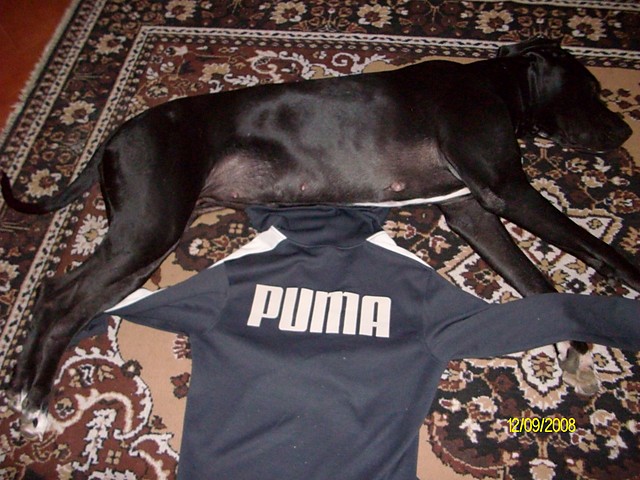 pumo-kaja