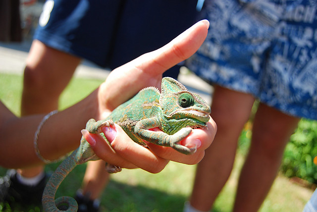 Kameleon