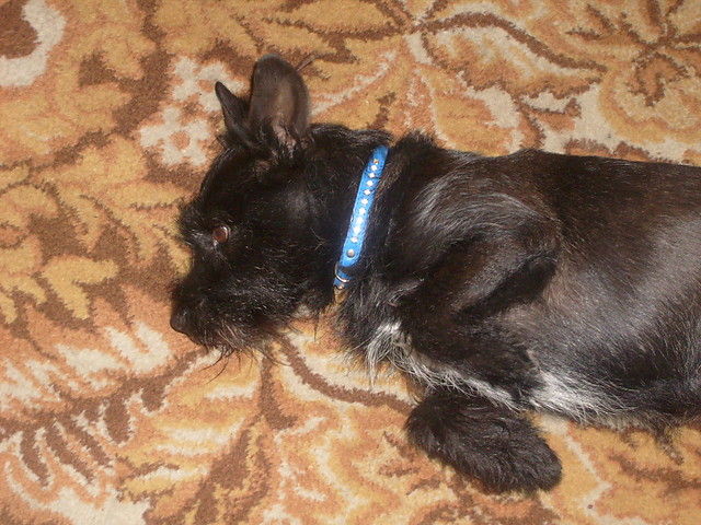 Gucio ;D