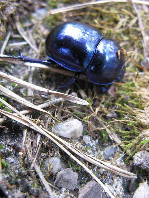 uk