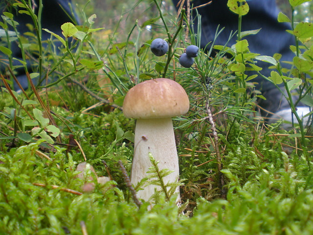 grzybeQ