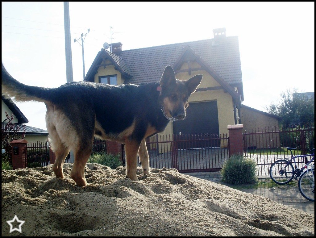 Dzina ;pp