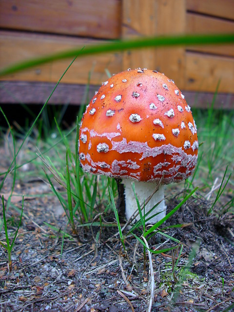 Grzybobranie