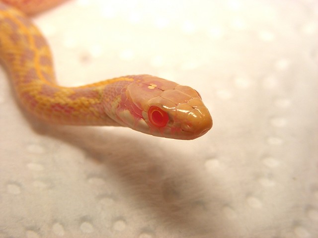 Checkered Garter Snake