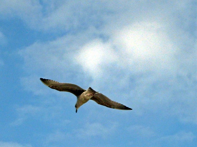 Like the king of the sky