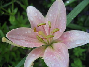 Flower ;D