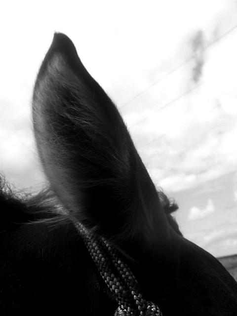 ear .