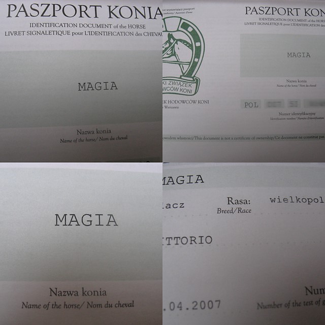 paszport ( ;