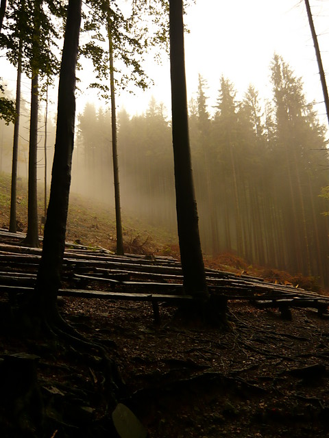 The Fog 