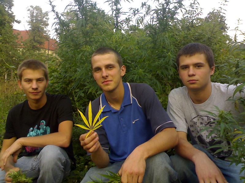 ganja sensimila