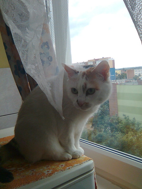 aciaa ^^ Mrauu^^
