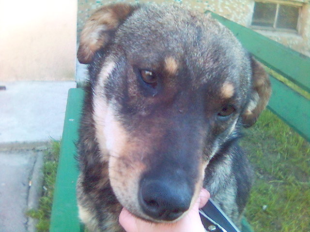 piecho:)