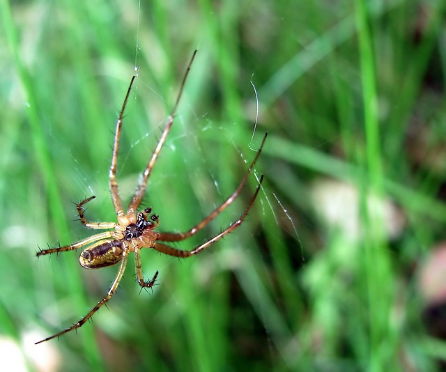 web