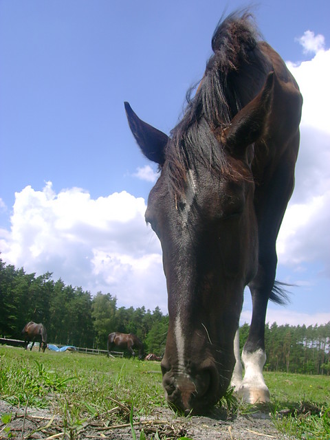 Bratka