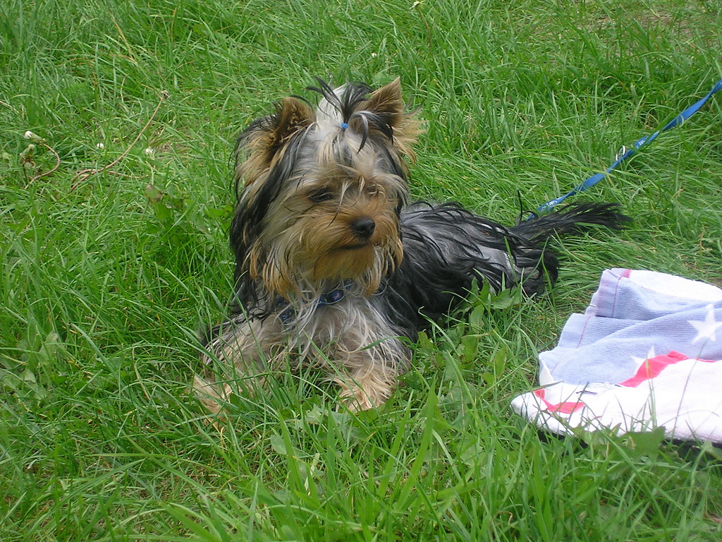 Deki. (2)