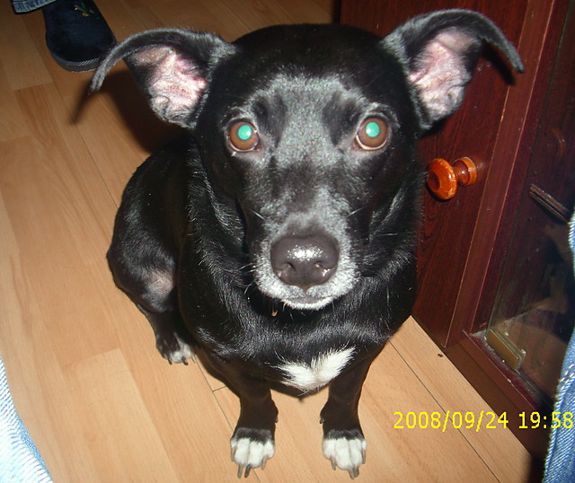 Mj Piesek.:)