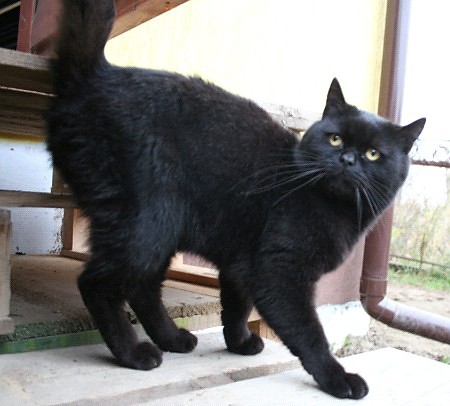 Puma ; ** 