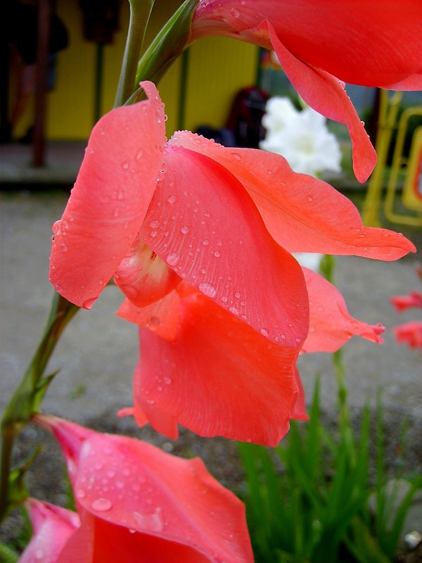 517