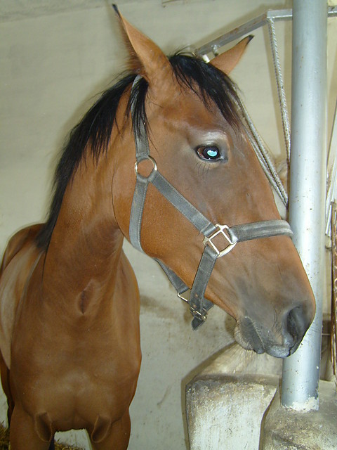 kirke;*
