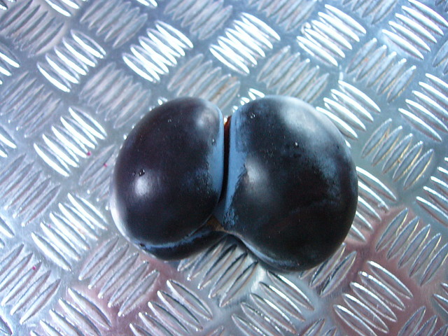 Mosznoliwka