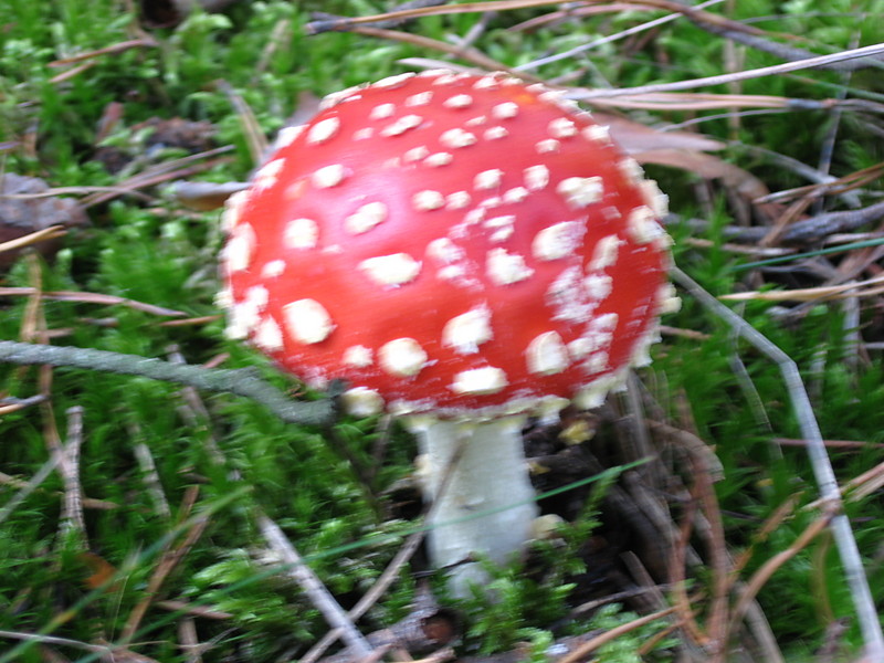 Ein Fliegenpiltz