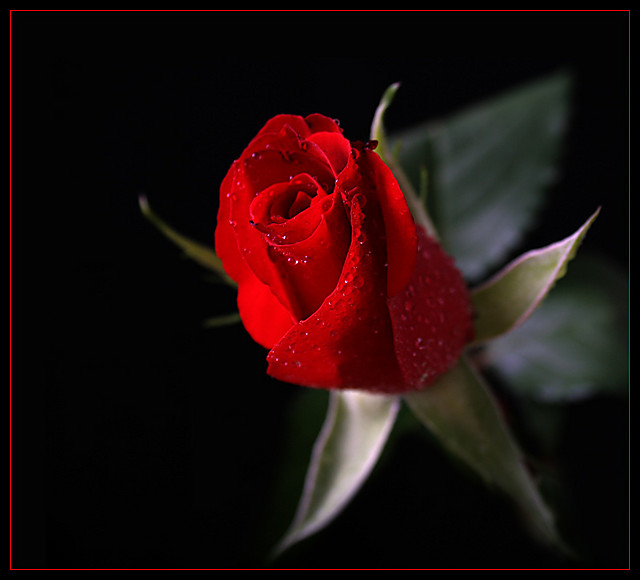 Z Toba odeszy Anioy...[*] 