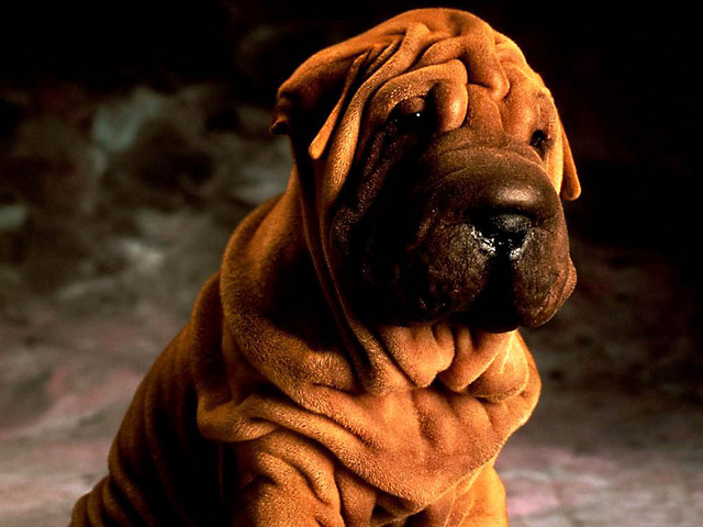 shar pei