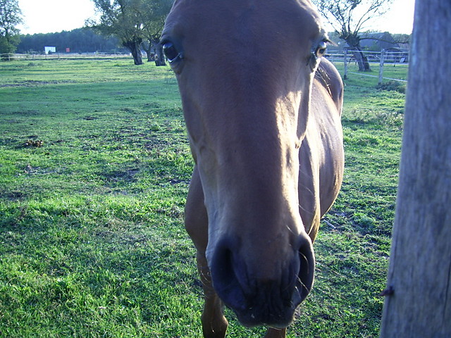 Konik