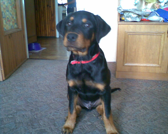 RAFIO