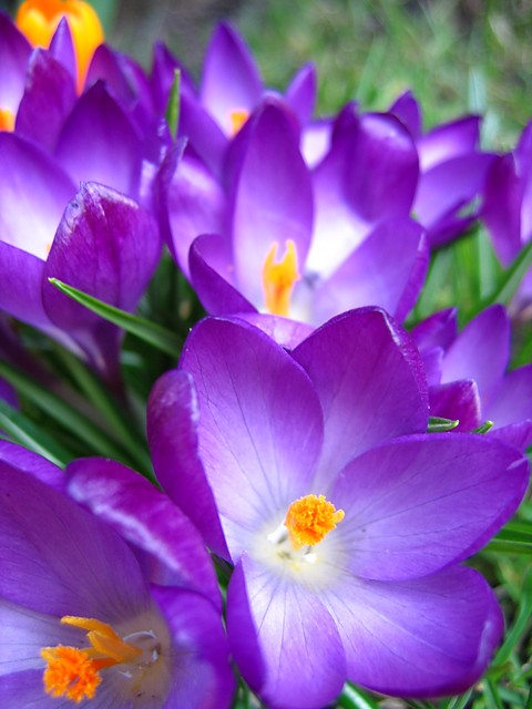 krokus