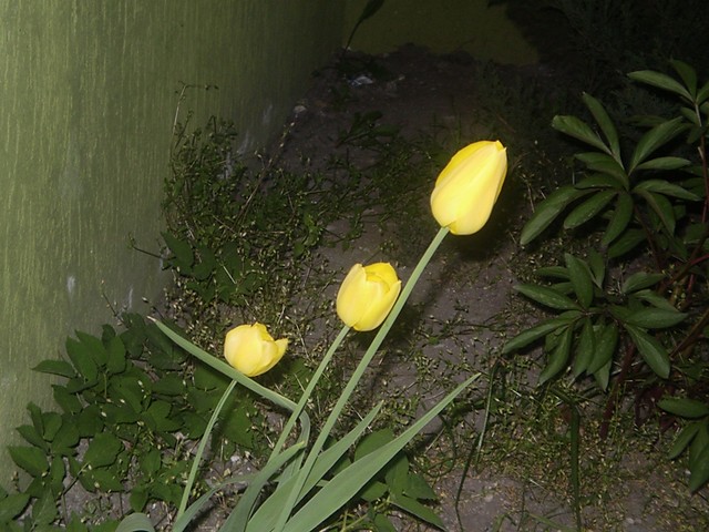 tulipanki