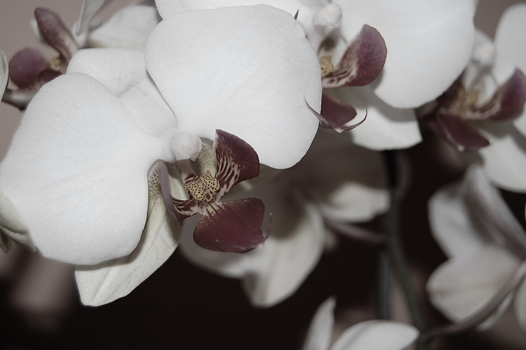 orchidea.;)