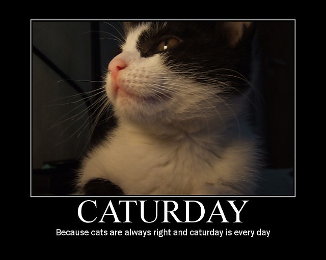 Caturday!