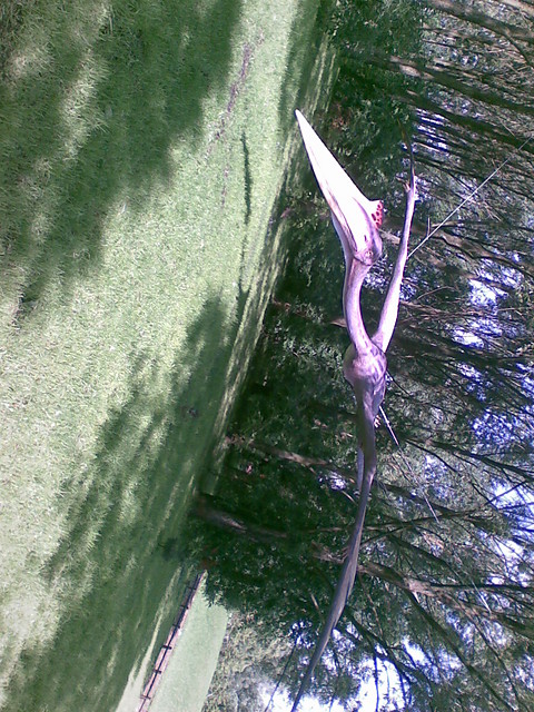 Elosss