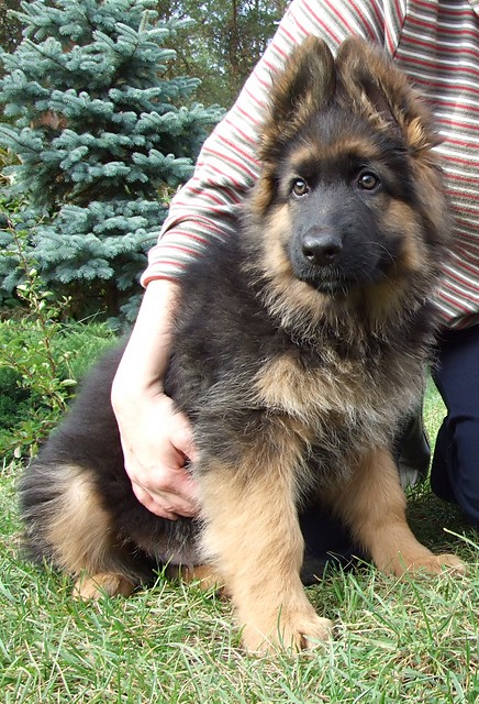 Sodziak