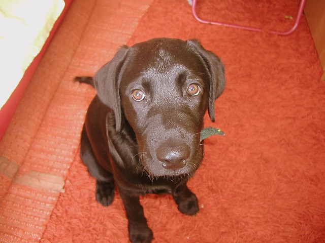 Leon