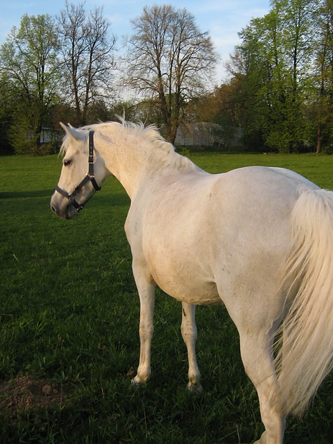 mistellllla