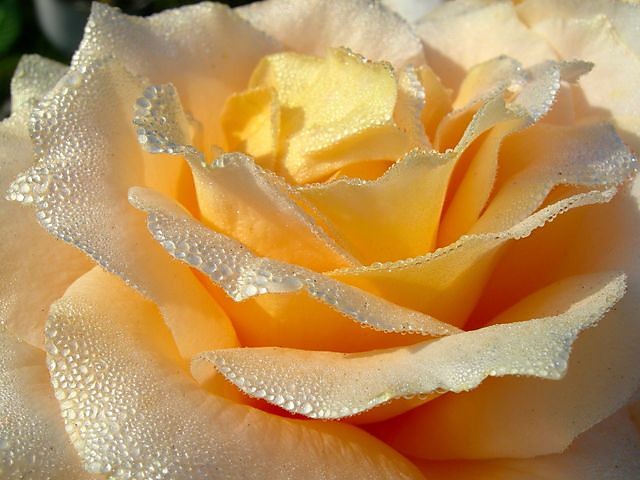 poranna rosa
