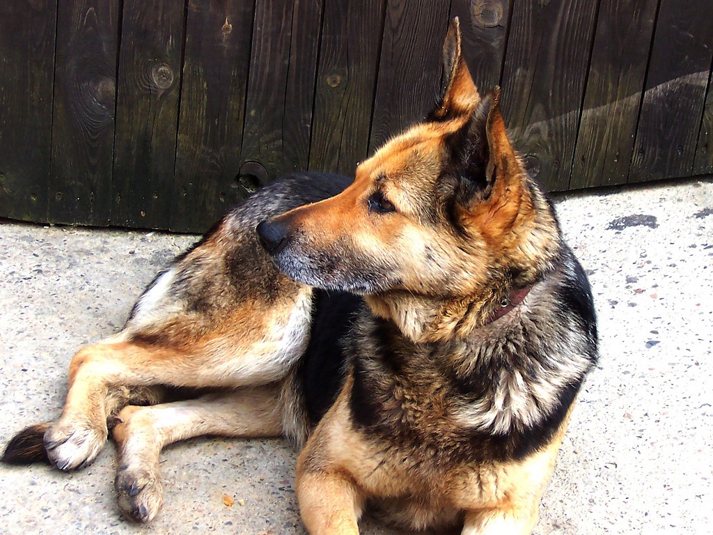 psiak