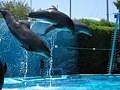 Delfineekk ;D