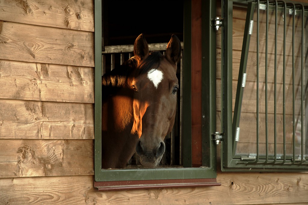 Konik ...