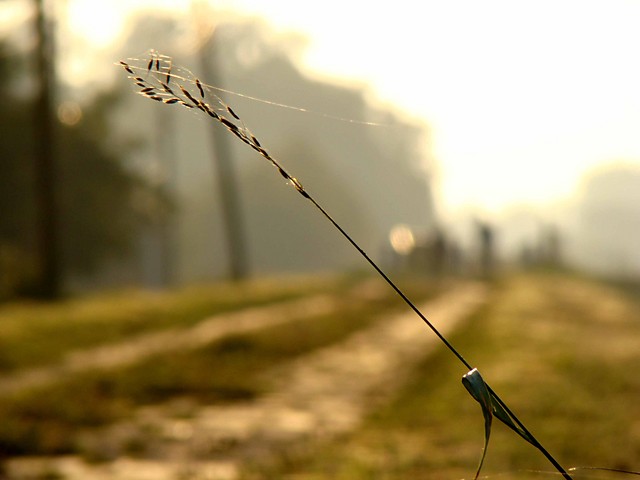 wieynka