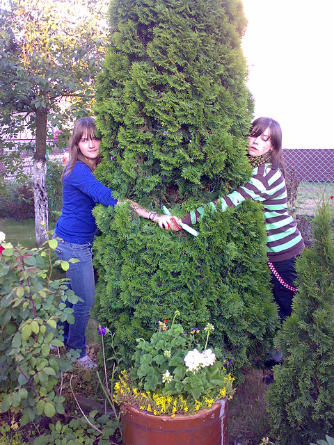 drzewko =p