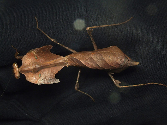 Deroplatys dessicata