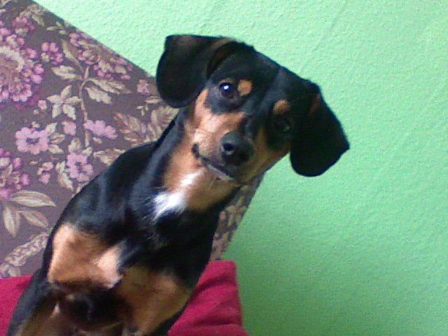 MJ KOCHANY PIESEK:)