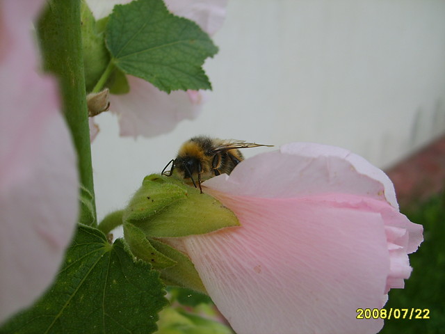 bzzzzzzzzzzz