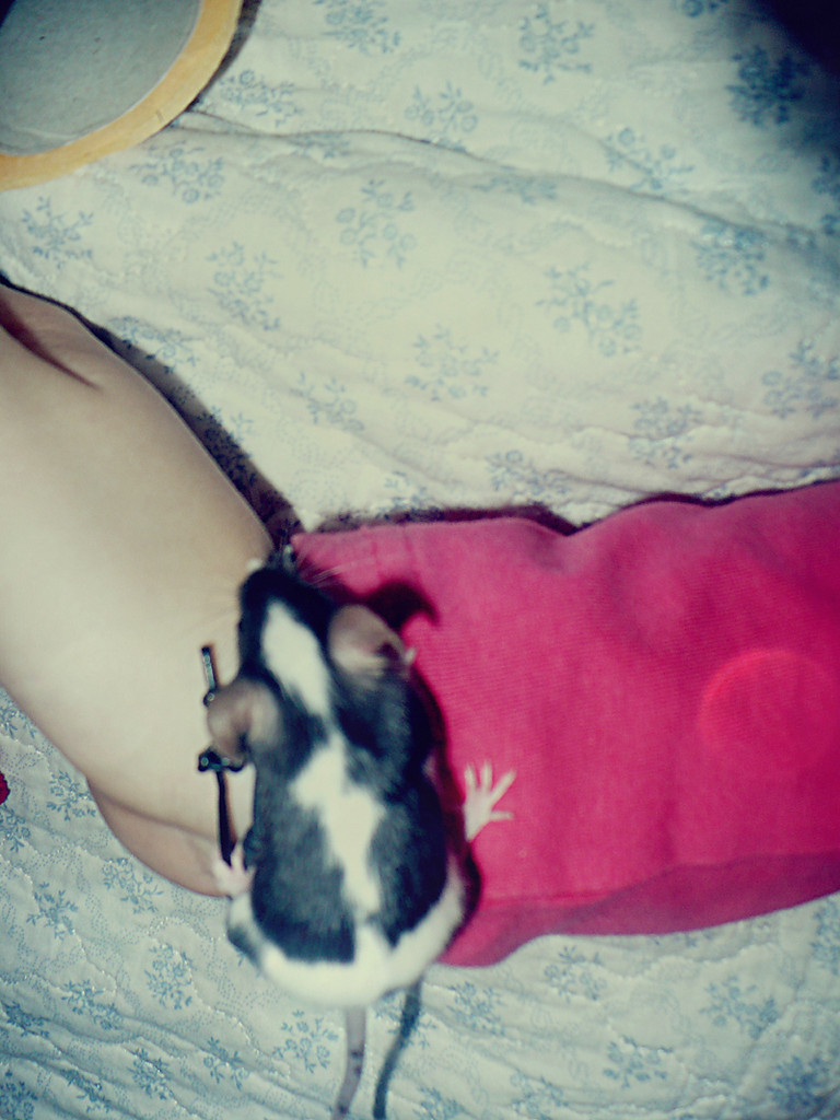 piaff