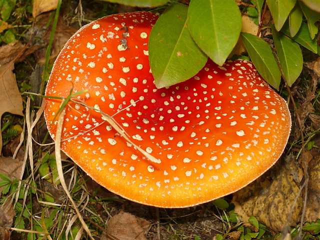 GRZYBOBRANIE ;P