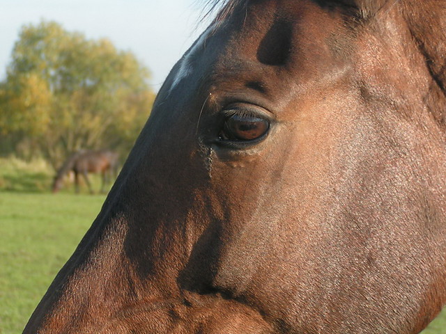 Grenadia