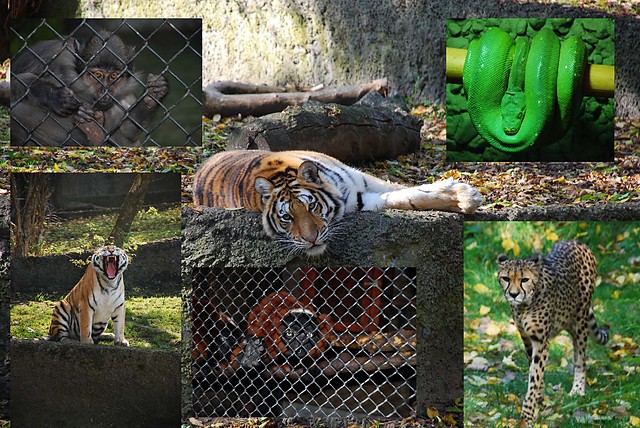 zoo